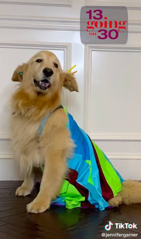 Dog wearing rainbow-colored coat like 13 Going On 30 dress