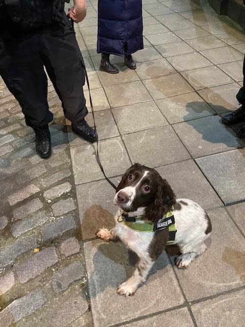 The Northern Echo: Charlie the sniffer dog Credit: DURHAM CONSTABULARY