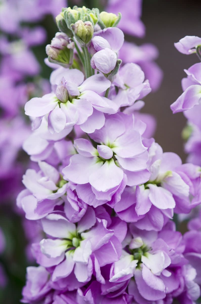 <p>A very fragrant flower, often called scented stocks for that reason. Stocks are available in a range of colours; from dark pink and red to white and cream.</p><p><a class="link " href="https://www.thompson-morgan.com/p/stock-most-scented-mix/P6106TM" rel="nofollow noopener" target="_blank" data-ylk="slk:BUY GARDEN PLANT;elm:context_link;itc:0;sec:content-canvas">BUY GARDEN PLANT</a></p><p><a class="link " href="https://www.flowerbx.com/pale-canary-stock" rel="nofollow noopener" target="_blank" data-ylk="slk:BUY FLOWER;elm:context_link;itc:0;sec:content-canvas">BUY FLOWER </a></p>