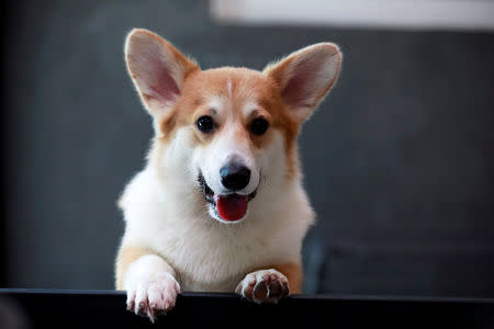 A Corgi dog is seen at Corgi in the Garden cafe in Bangkok, Thailand, March 15, 2019. Picture taken March 15, 2019. REUTERS/Soe Zeya Tun