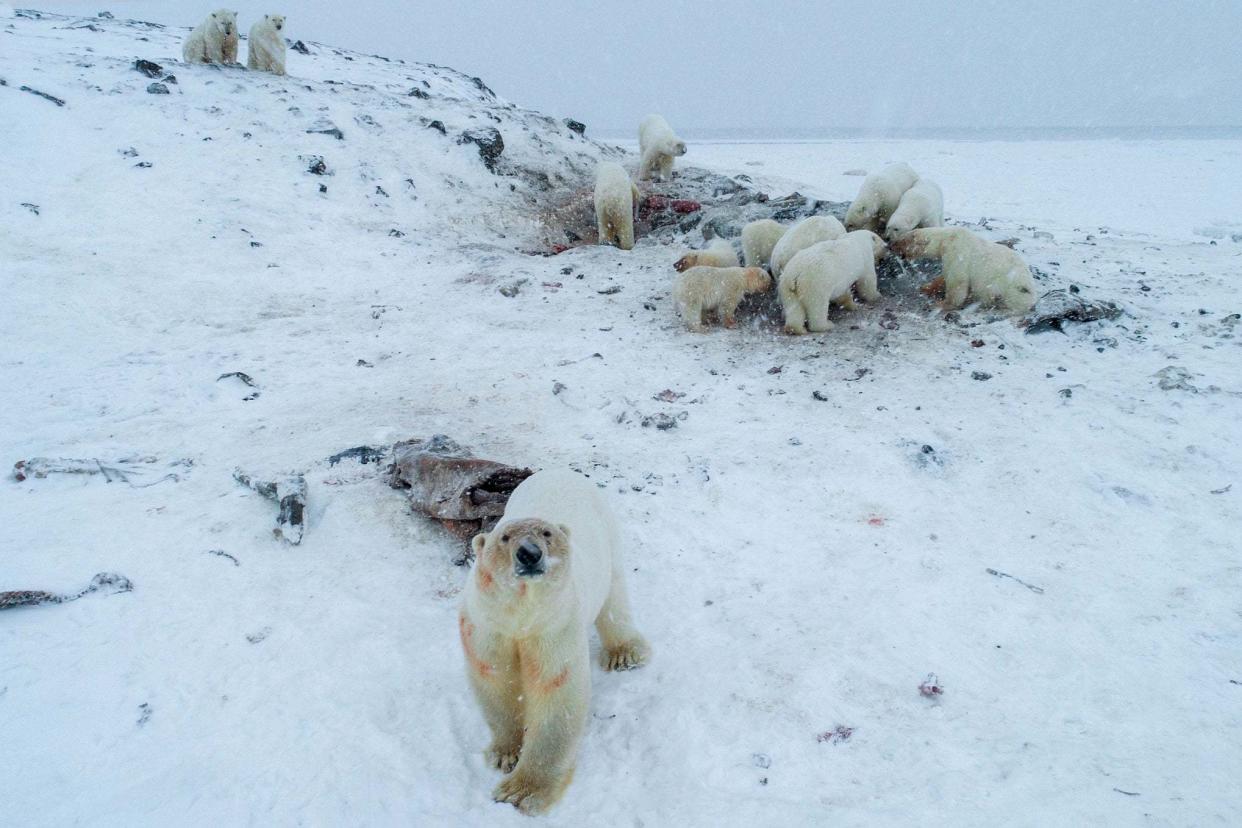 More than 50 polar bears have gathered on the edge of a village in Russia's far north, environmentalists and residents said, as weak coastal ice leaves them unable to roam: WWF Russia/AFP