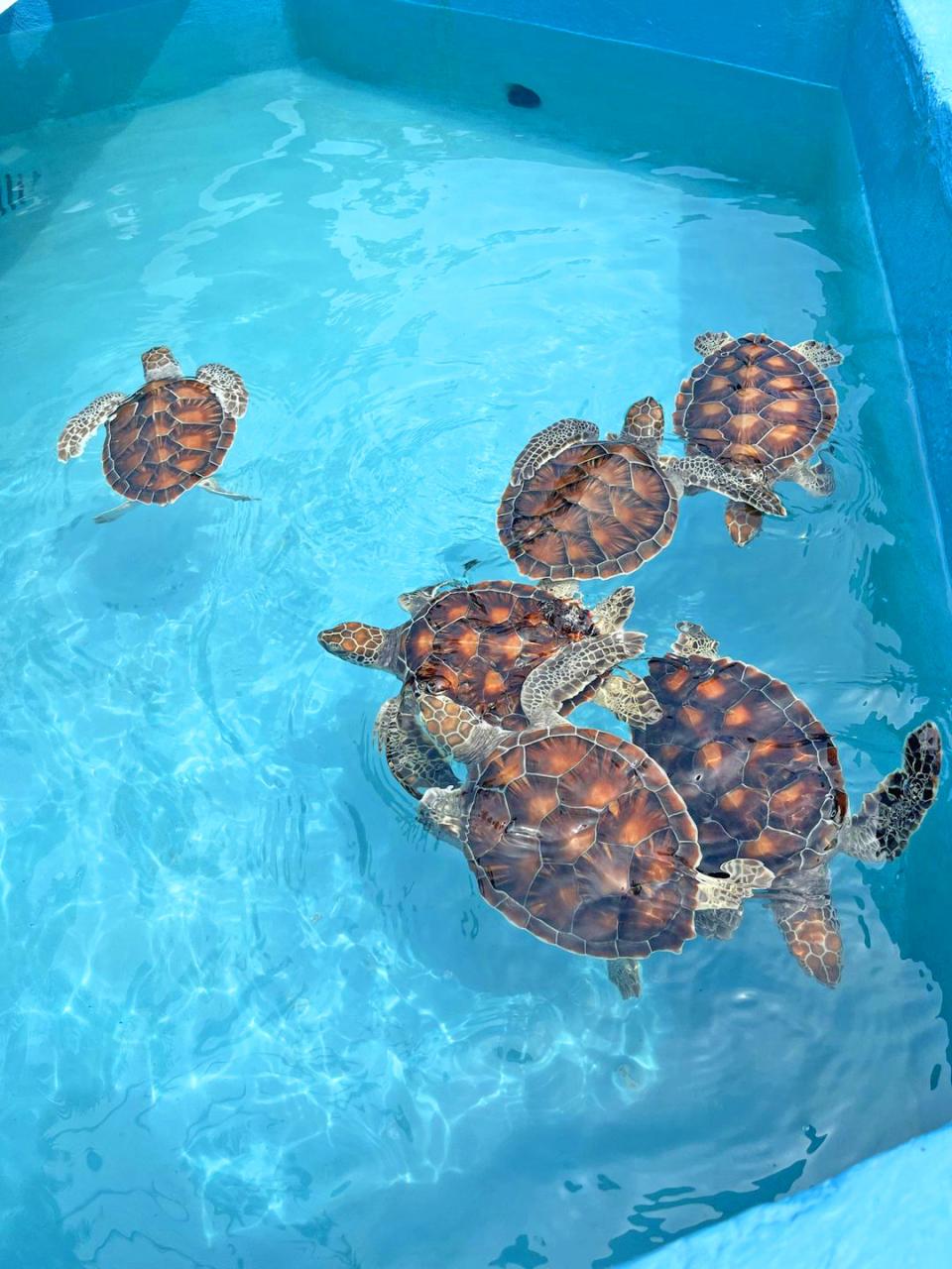 A close up of sea turtles at Cayo Largo's sea turtle sanctuary and rescue centre