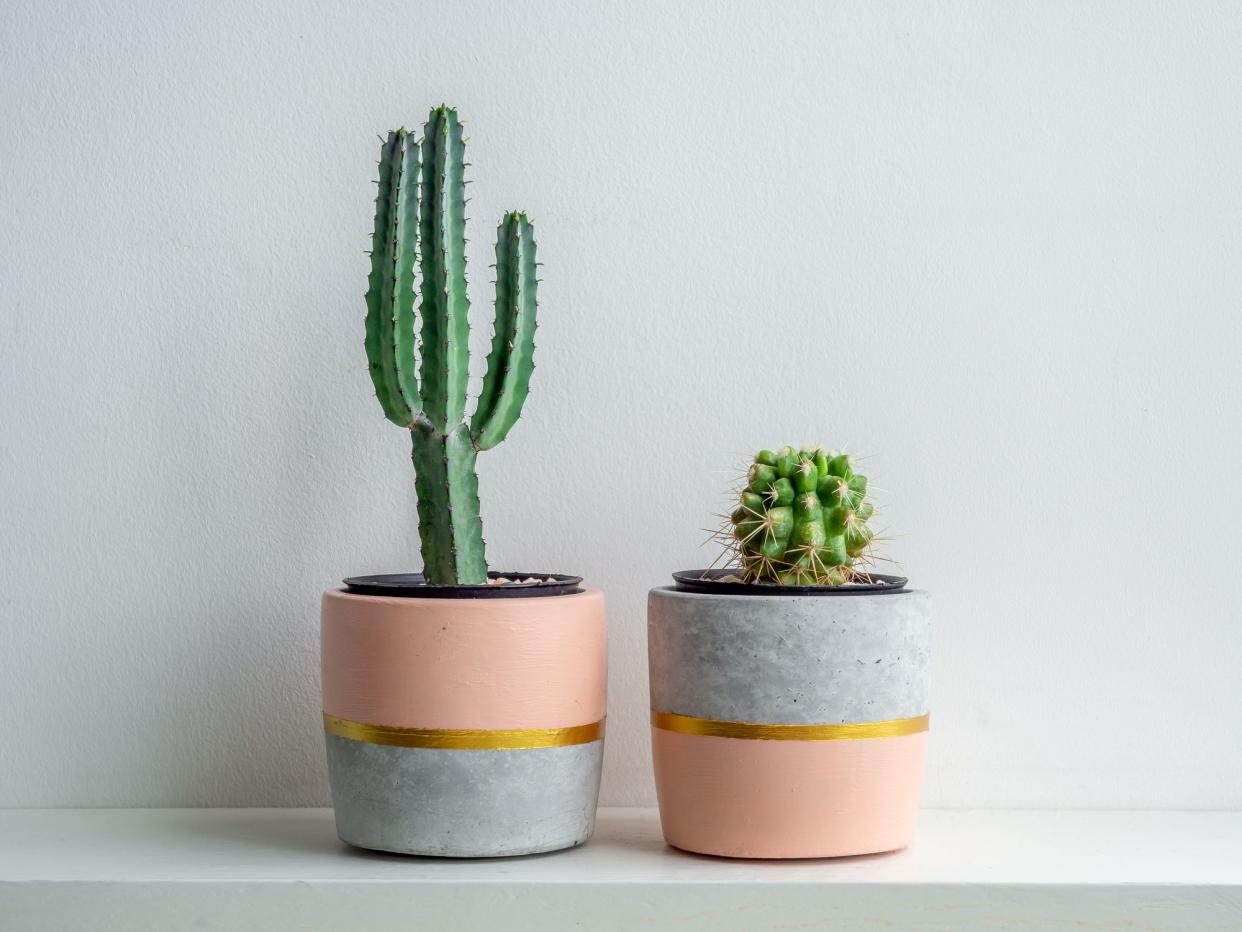 Green cactus plants in beautiful concrete planters on white shelf isolated on white background.