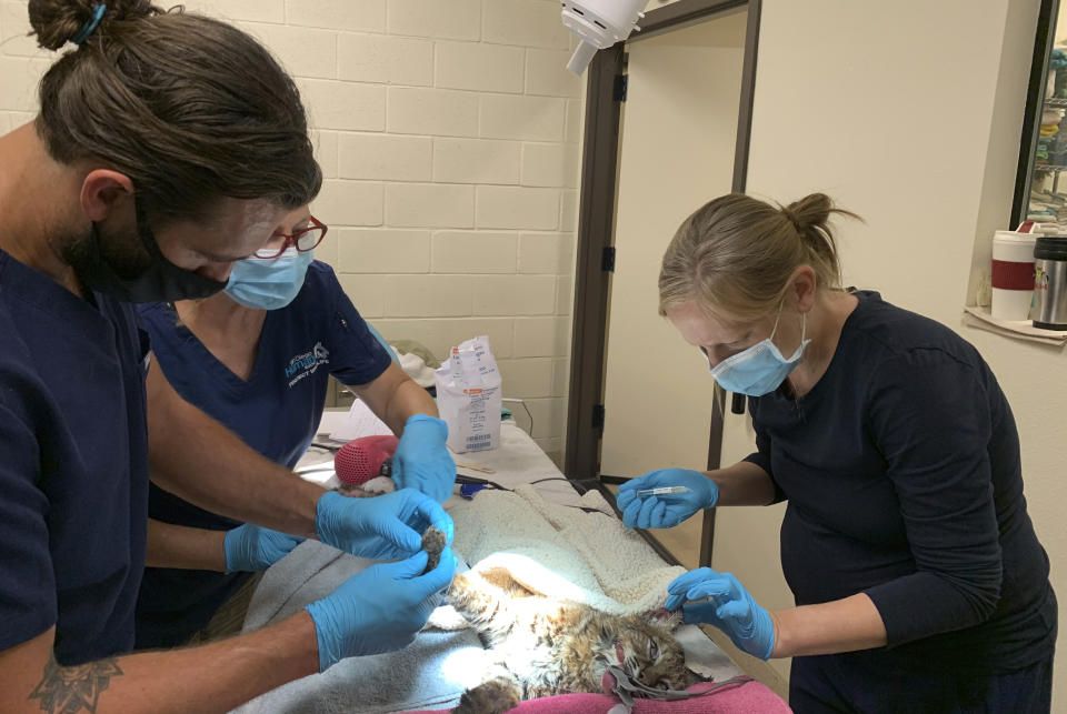 This Oct. 20, 2020 photo provided by the San Diego Humane Society shows the San Diego Humane Society medical team treating a young bobcat at the San Diego Humane Society's Ramona Wildlife Center in Ramona, Calif. The young bobcat that was badly burned in a Southern California wildfire has been returned to its native habitat and will be released back into the wild. The San Diego Humane Society says the 7- to 9-month-old female was picked up on Tuesday, Dec. 1, 2020 from Ramona Wildlife Center and taken to an area near the site of the El Dorado Fire that has abundant food and water sources. (San Diego Humane Society via AP)