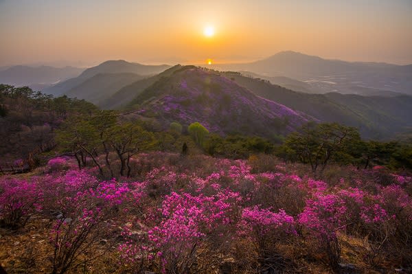 仁川江華島高麗山杜鵑花美景