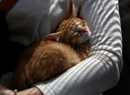 A cat sleeps in the arms of a passenger in a train cat cafe, held on a local train to bring awareness to the culling of stray cats, in Ogaki, Gifu Prefecture, Japan September 10, 2017. REUTERS/Kim Kyung-Hoon