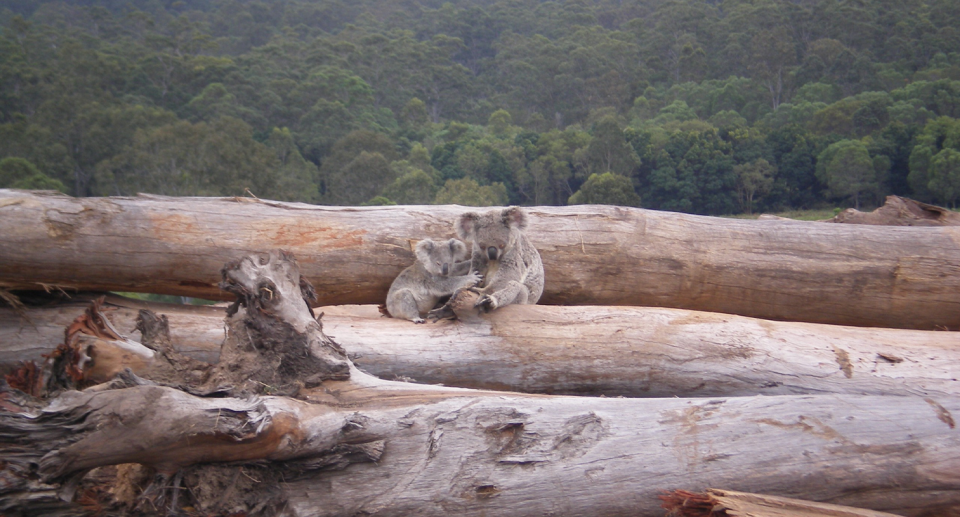 Logging of native forests is impacting Australia's unique wildlife. Source: WWF-Australia