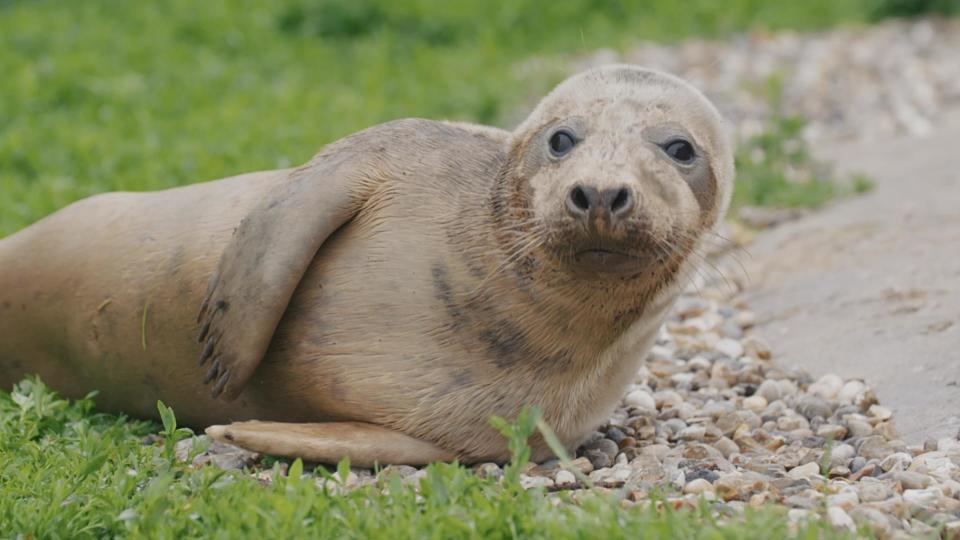 Pictured: (L-R) Grey Seal