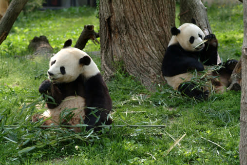 El oso panda se libra de los furtivos, pero ahora lo amenaza el cambio  climático - Verde y Azul