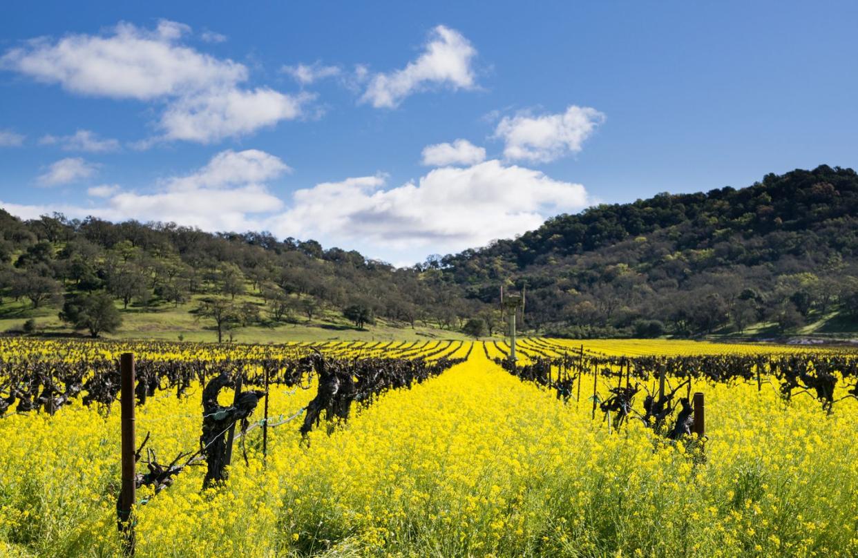 vineyard and mustard