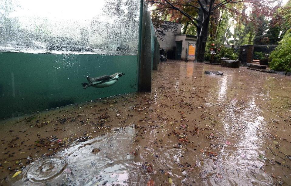 FILE - In this June, 3, 2013 file photo a flooded enclosure with a penguin is pictured in the zoo in Prague, Czech Republic. More than a decade after many of its animals drowned, the Prague Zoo is counting the cost of yet another devastating flood. In 2002, more than 100 animals died. This time, only a handful of animals were swept away and an army of volunteers are making sure the hundreds that have been evacuated return home as soon as possible. (AP Photo/CTK, Katerina Sulova, File) SLOVAKIA OUT