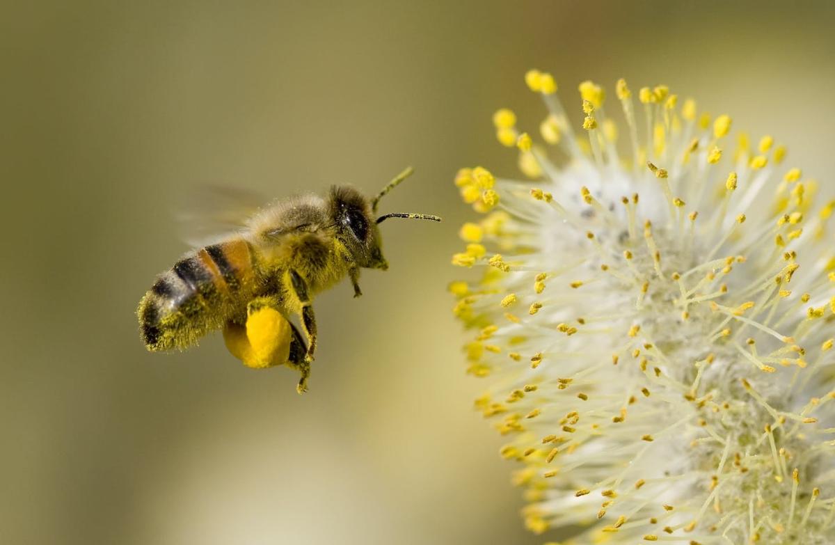 Bees can learn, remember, think and make decisions – here's a look at how  they navigate the world