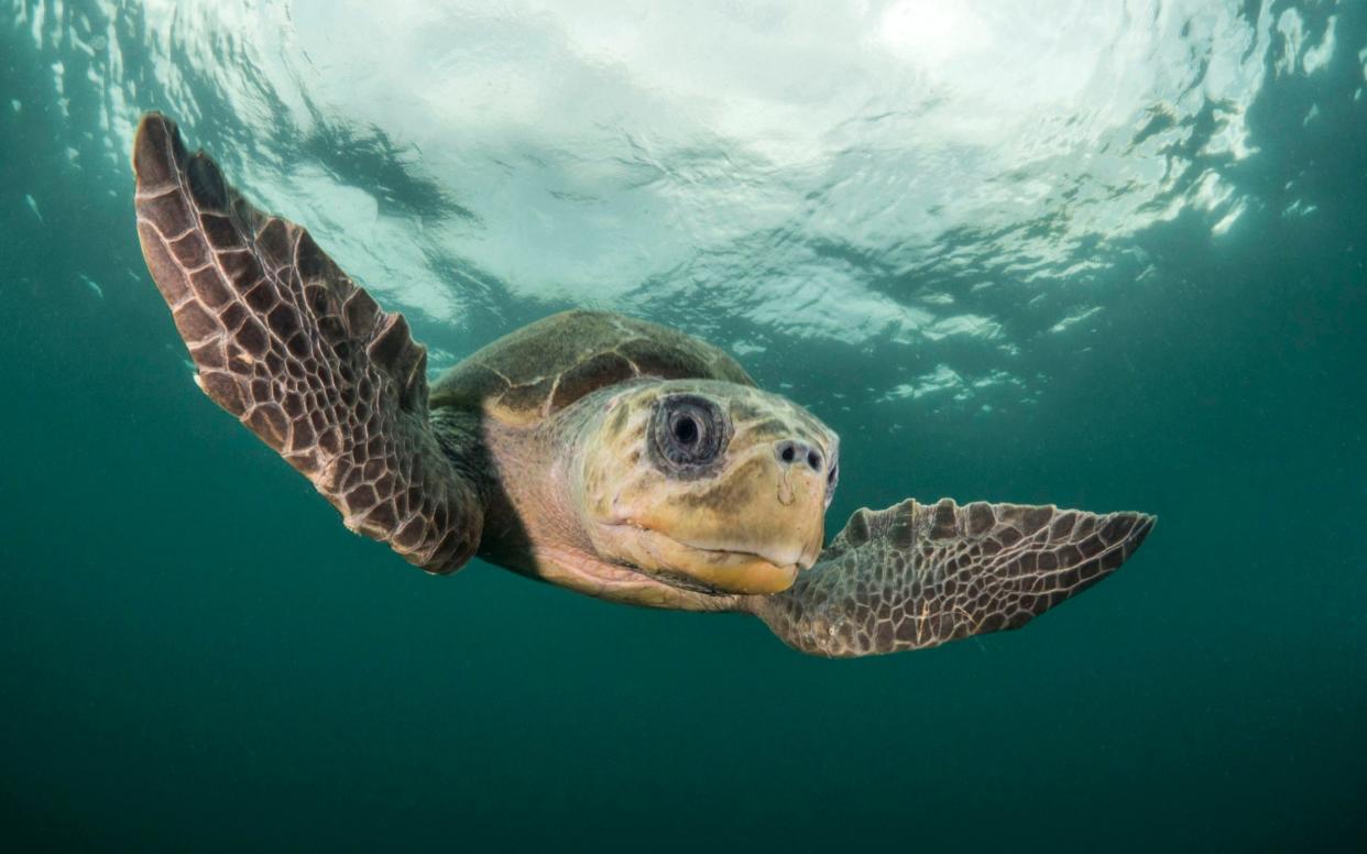 An Olive ridley turtle returns to Costa Rica to lay its eggs on the same beach on which it hatched - WARNING: Use of this copyright image is subject to the terms of use of BBC Pictures' Digital Picture