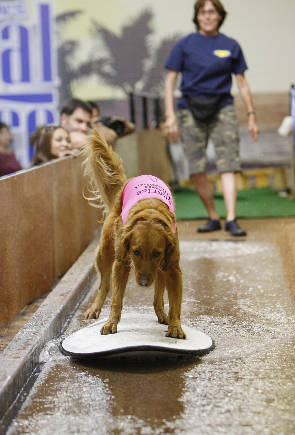 FILE - A golden retriever dog named Ricochet tries his skimboard skills at a casting call in Los Angeles, Nov. 8, 2010. Ricochet, the beloved Golden Retriever who found her calling as a therapy dog when she learned to surf, has died in Southern California. The 15-year-old dog helped countless veterans and kids during more than a decade providing therapy in the waves off San Diego, according to her owner Judy Fridono. (AP Photo/Damian Dovarganes, File)