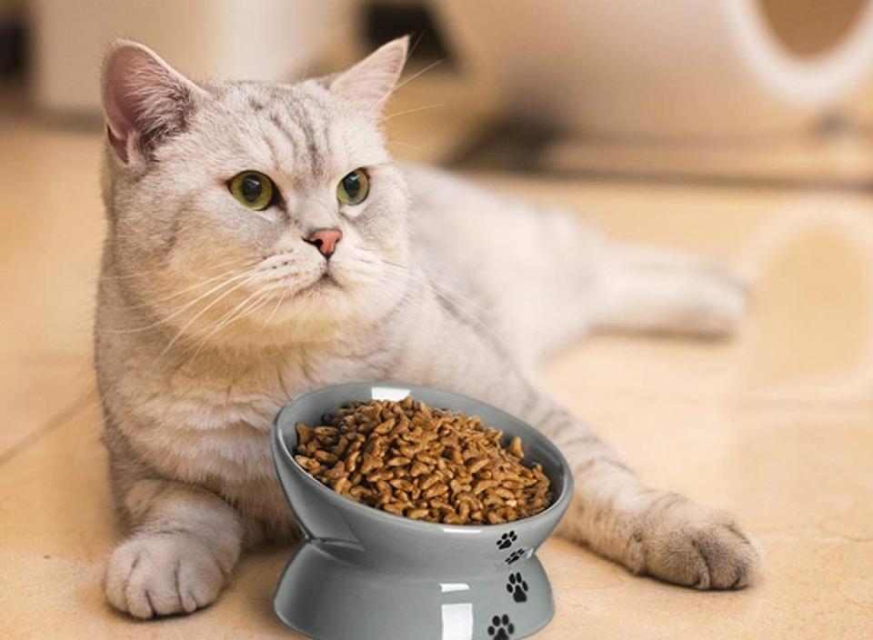 Give your pet a more comfortable eating experience with this elevated pet food bowl. (Source: Amazon)