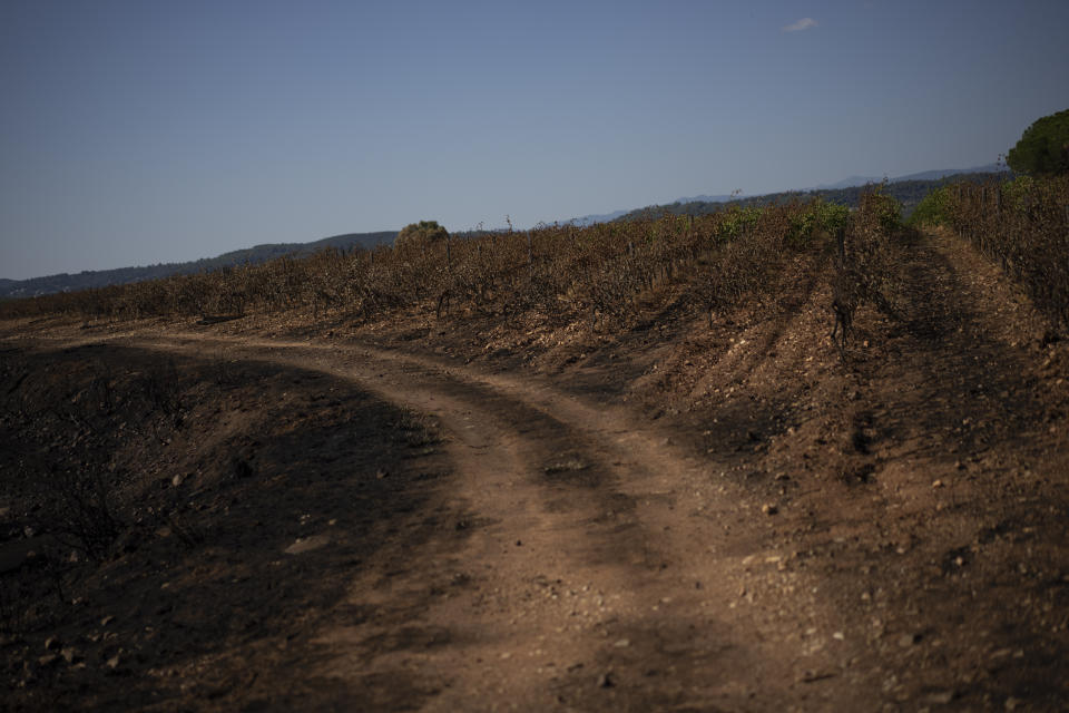 Vineyards charred by a wildfire are pictured at the Chateau des Bertrands vineyard in Cannet-des-Maures, southern France, Thursday, Aug. 26, 2021. Winemakers near the French Riviera are taking stock of the damage after a wildfire blazed through a once picturesque nature reserve near the French Riviera. The blaze left two people dead, more than 20 injured and forced some 10,000 people to be evacuated. (AP Photo/Daniel Cole)