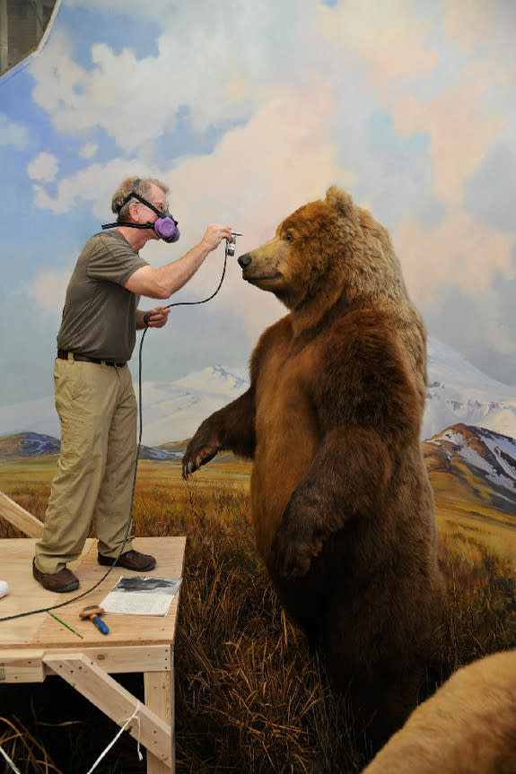 More than half a century later, museum artist Stephen C. Quinn applies dye to the Alaska brown bear in Hall of North American Mammals.