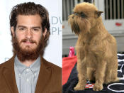 Garfield's beard has inspired us before, but we think it was the Brussels griffon's facial fur that first inspired Andrew.