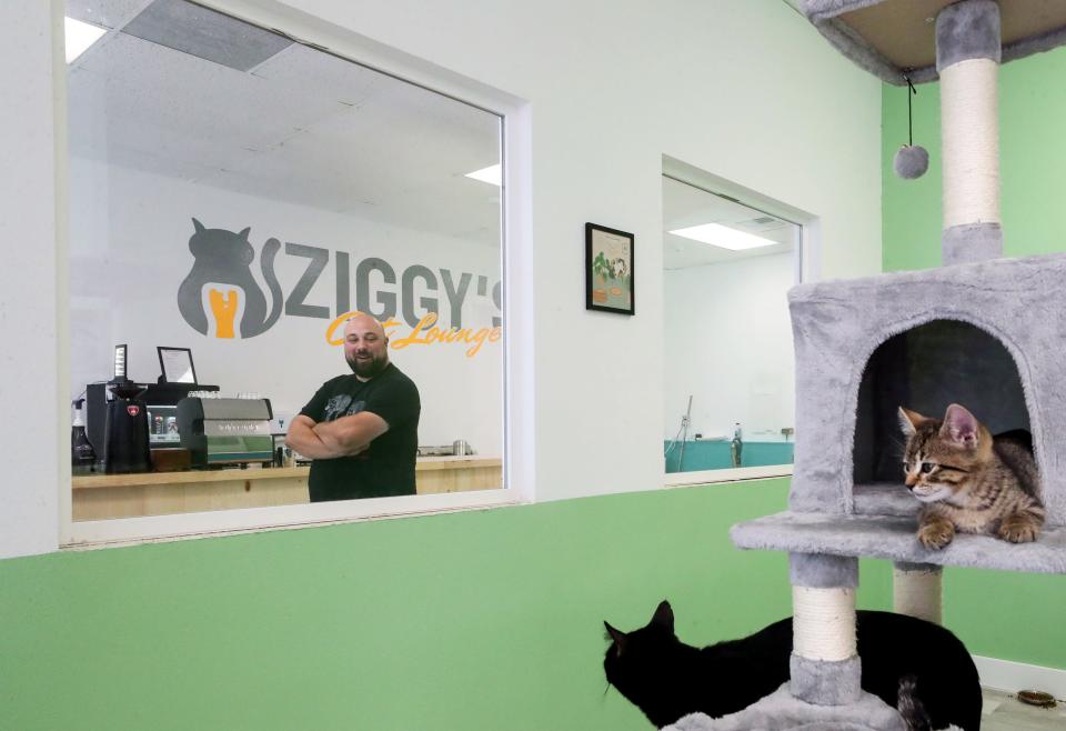 Owner Shane Gabel is framed by one of the windows that separate the food and beverage bar from the cats at Ziggy's Cat Lounge in Bremerton on Aug. 14.