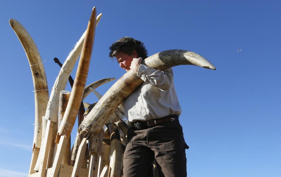 A federal wildlife officer with the U.S. Fish and Wildlife Service lifts a confiscated carved elephant tusk before 6 tons of ivory was crushed, in Denver, Colorado