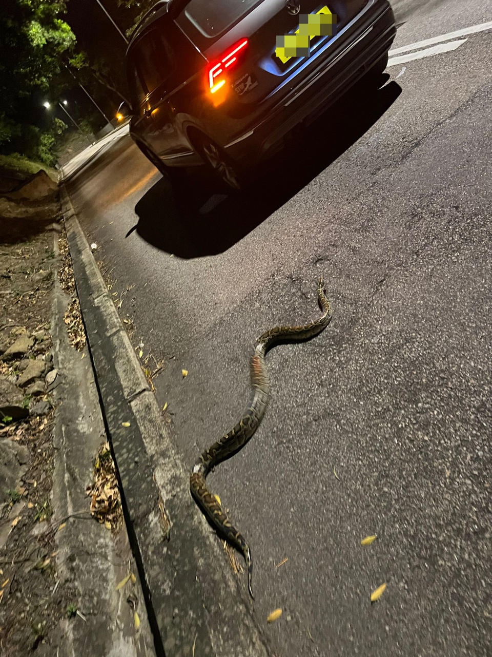 郭秀雲今日凌晨看到有蛇橫過馬路，馬上停車為他擋車護航。