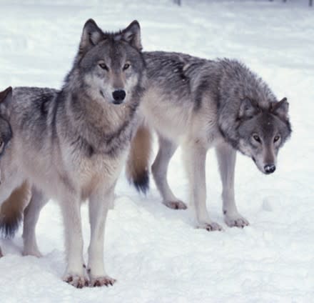 Wolves