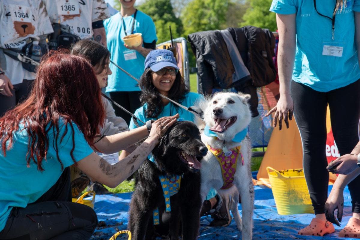 Dogs and their owners got muddy for charity <i>(Image: Battersea)</i>