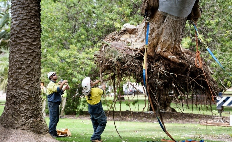 workers carefully move the dragon tree to kings park. picture: ian munro/the west australian