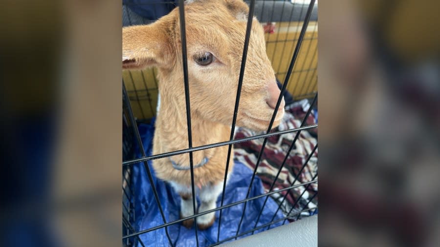 Deputies with the Arapahoe County Sheriff’s Office rescued a goat that was found locked inside a cage in a car overnight more than once. (Photo: Arapahoe County Sheriff’s Office)