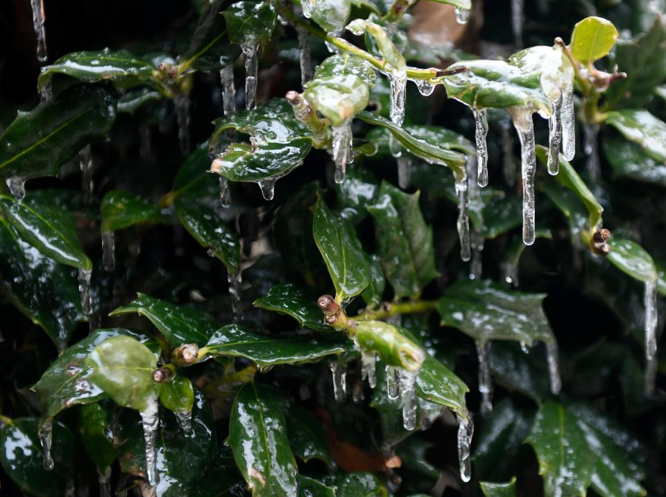 Ice forms on leaves during a winter storm Wednesday, Feb. 1, 2023 in Lubbock.