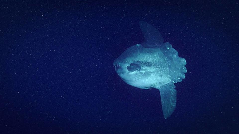 Mola mola are the heaviest bony fish in the world, according to NOAA.