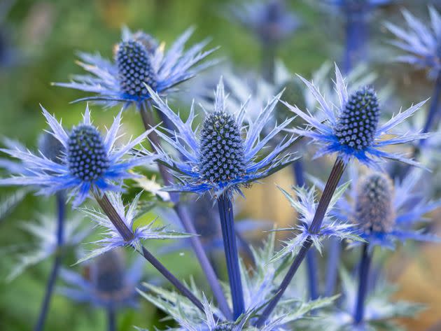 Sea hollies can provide colour during drought. (Photo: Angie Cottingham / 500px via Getty Images)