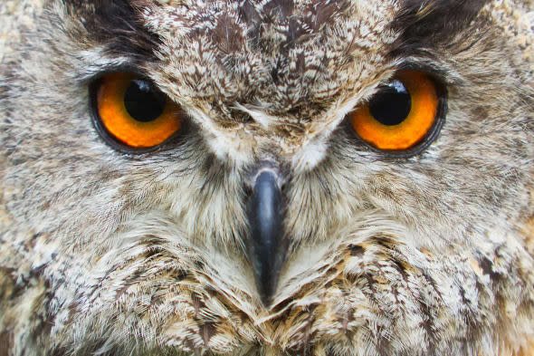 angry eagle owl