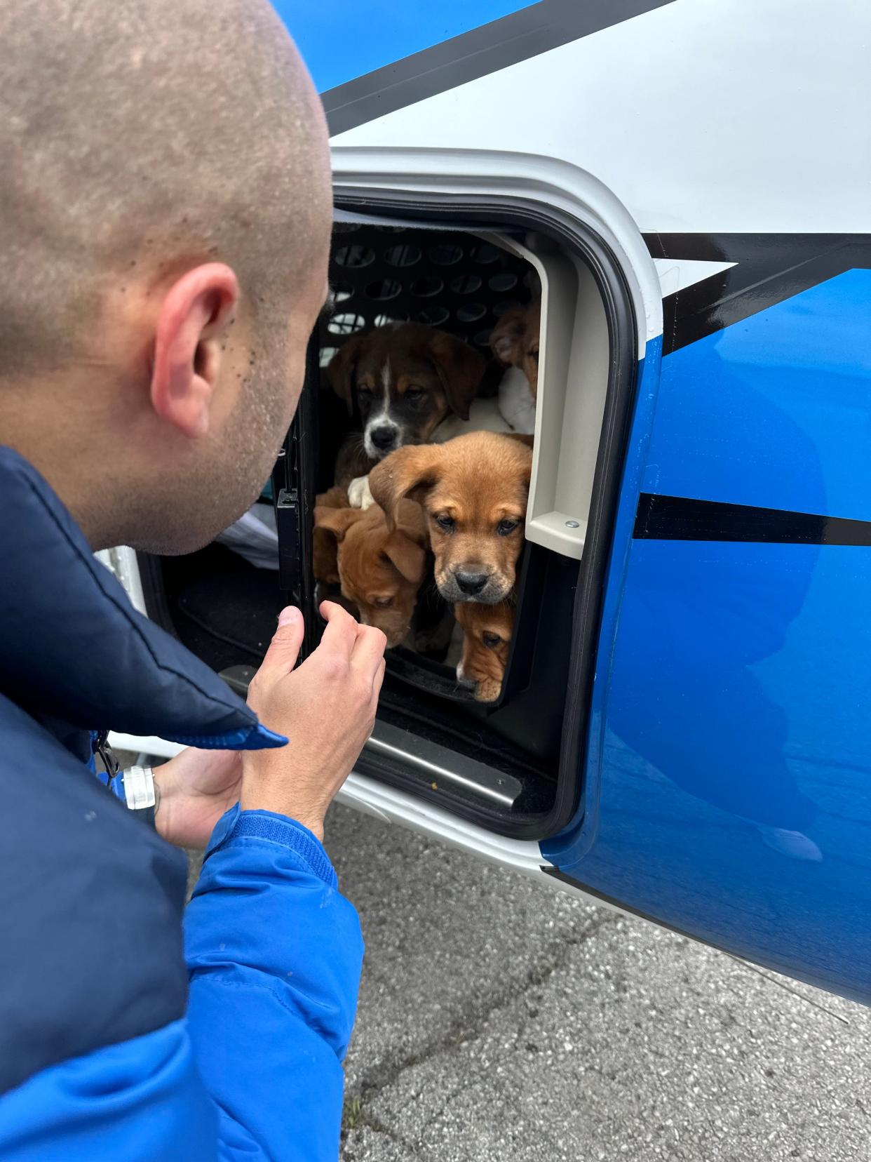 Offloading dogs from the plane