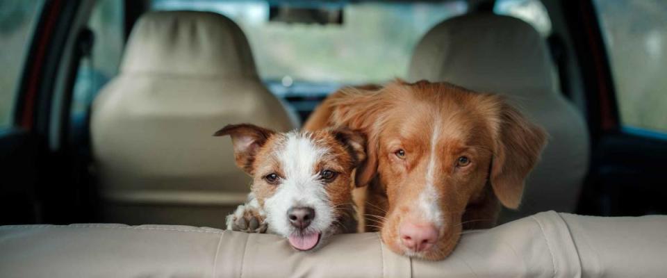 two happy dogs in the back seat of a car