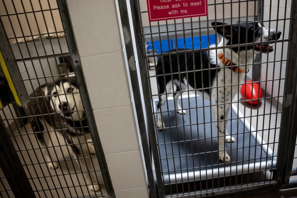 Toyota, a 2-year-old husky mix, and Kota, a 2-year-old border collie mix, are pictured in their kennels at Salt Lake County Animal Services in Millcreek, where they are available for adoption, on Thursday, April 20, 2023. | Spenser Heaps, Deseret News