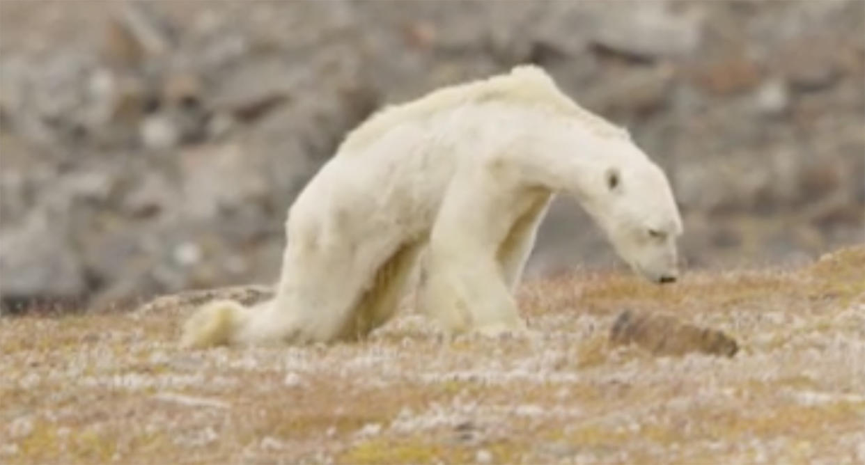 Disturbing footage of starving polar bear emerges