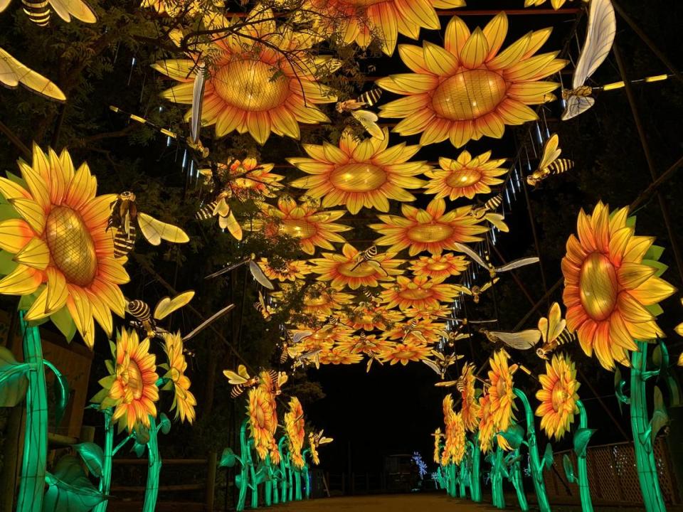 A sunflower tunnel has been added to the Wild Lights exhibit at the Sedgwick County Zoo.