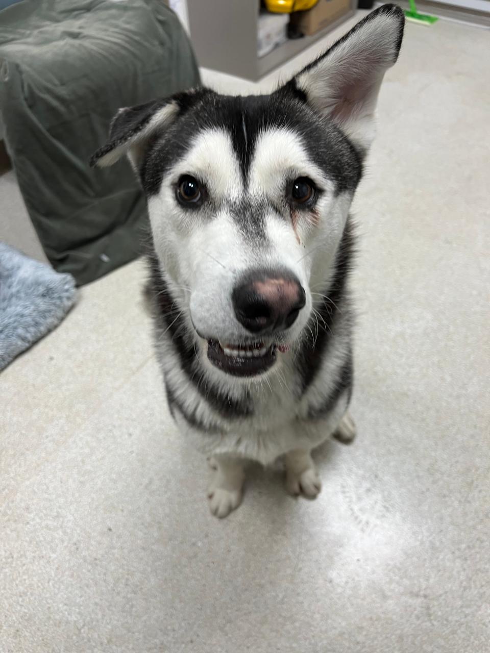 Harvey the husky has a lopsided nose, a deformity that shelter workers say prevented anyone from adopting him until an online post tugged at the heart of a Seattle-area woman who drove all the way to San Diego to adopt the pup last week.