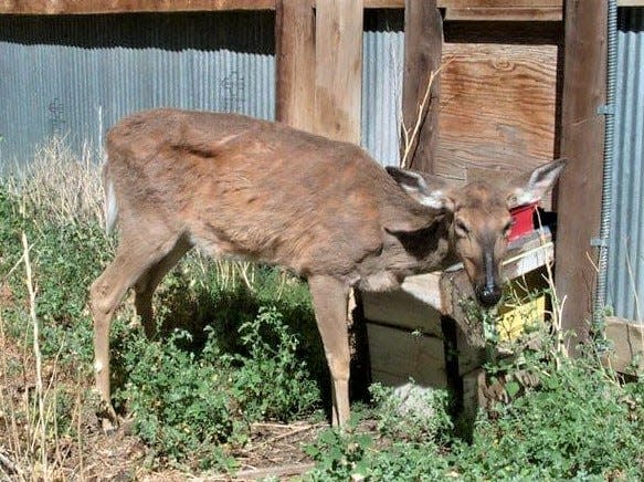 A white-tailed deer shows signs of emaciation, a common symptom of chronic wasting disease, which is always fatal to deer and related species.