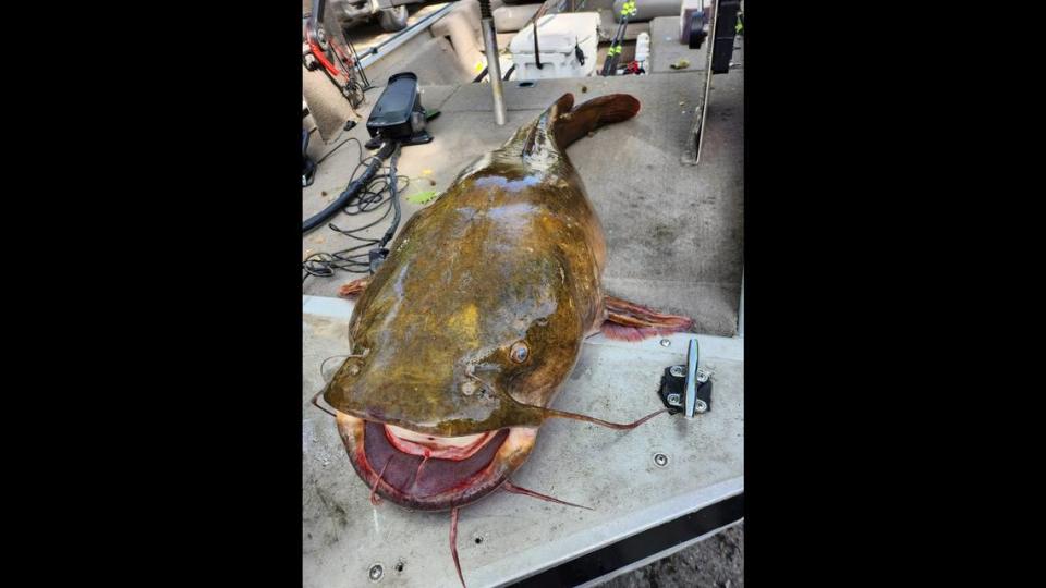 The flathead catfish weighed in at 66 pounds and 6.4 ounces, according to the bait shop.