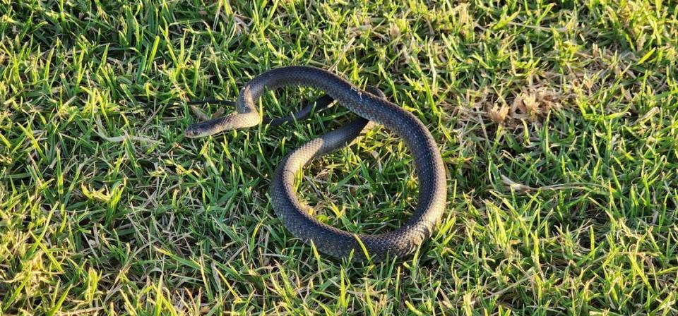 Foto de la serpiente marrón oriental adulta Durrant encontrada debajo de una losa de hormigón en el jardín. Rachel Durrant/Kane Durrant/WILD Conservation