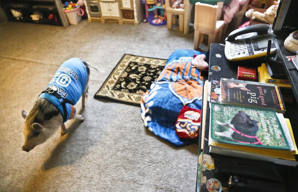 Danielle Forgione's family pet pig Petey, walks around next to his bed wrapped in a "Knick" blanket, on Thursday, March 21, 2013, in the Queens borough of New York. Forgione is scrambling to sell her second-floor apartment after a neighbor complained about 1-year-old Petey the pig to the co-op board. In November and December she was issued city animal violations and in January was told by both the city and her management office that she needed to get rid of the pig. (AP Photo/Bebeto Matthews)