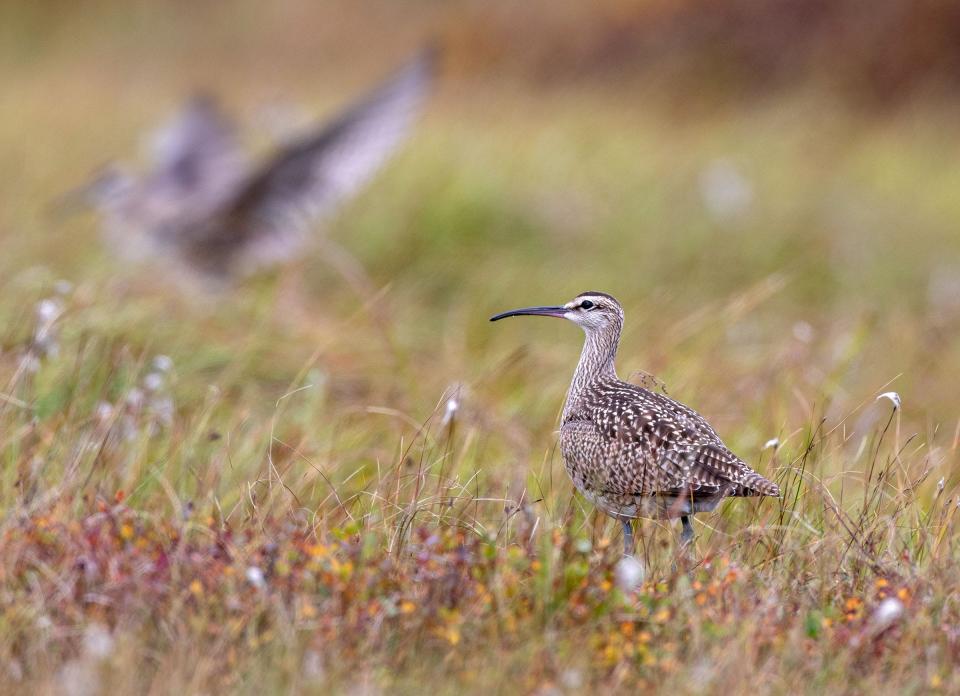 A whimbrel, a wading bird found from northern Alaska to the southern tip of Argentina.