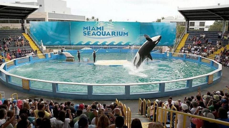 Lolita performed two shows daily at the Miami Seaquarium for more than 50 years.