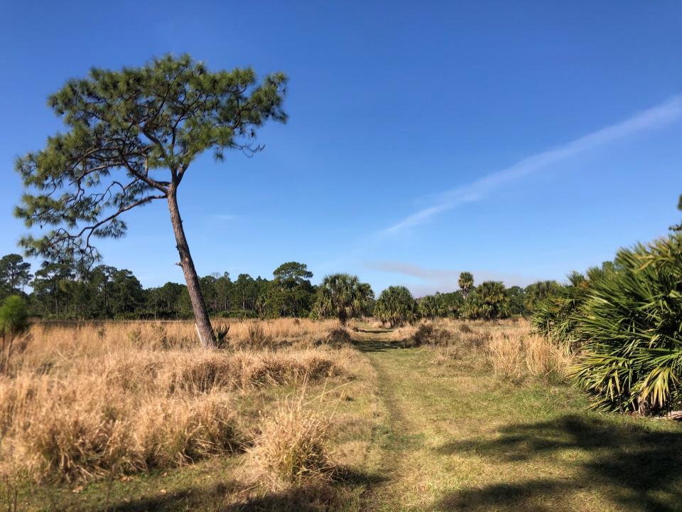 This is part of the 13,000 acres of conserved land at Allapattah Flats in Martin County.