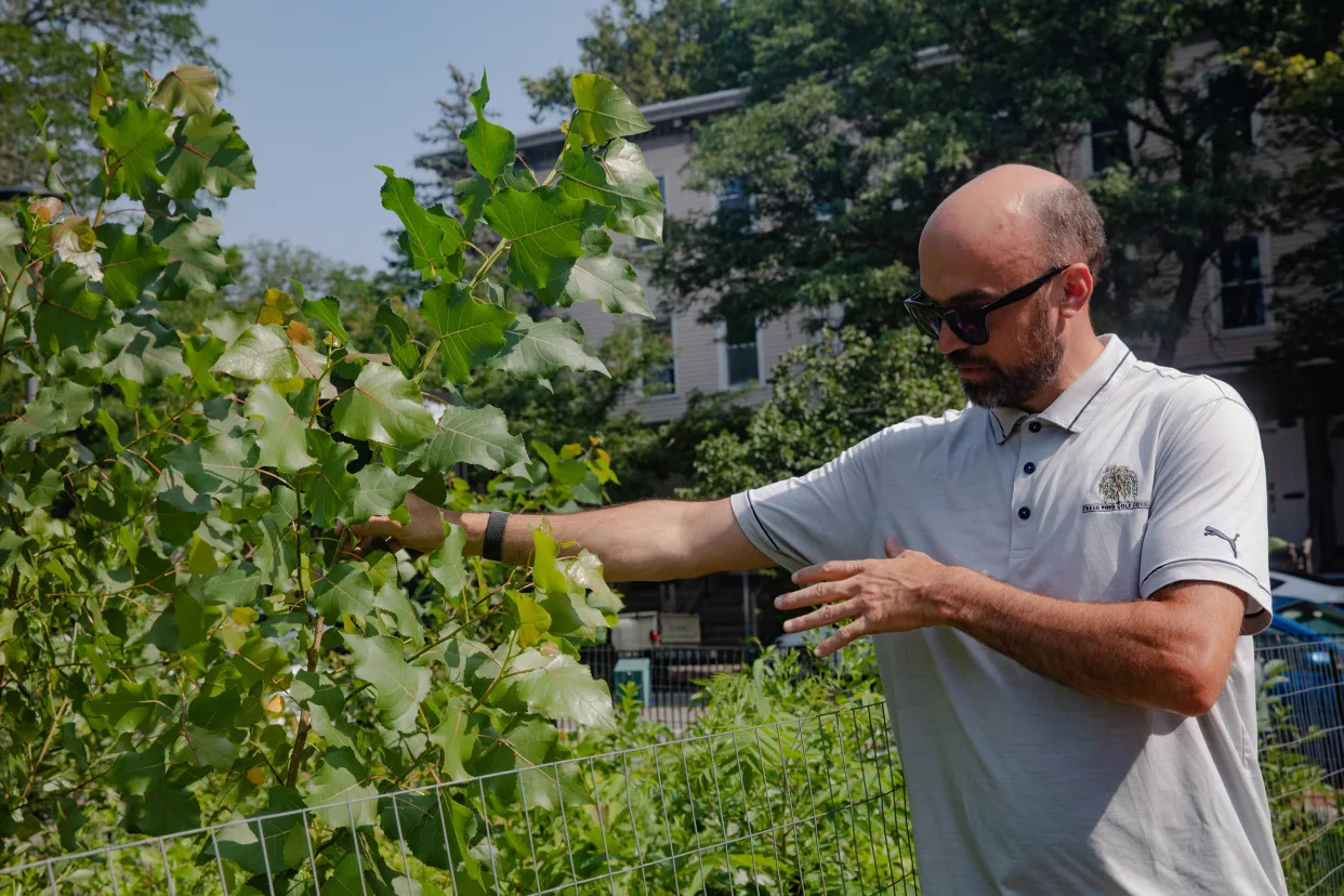 Andrew Putnam, superintendent of urban forestry and landscapes for the city of Cambridge, Mass., in Danehy Park, near Harvard University, July 26, 2023. (Cassandra Klos/The New York Times)