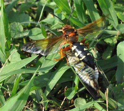 A female cicada killer wasp approaches her burrow with a cicada.