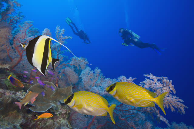 Two Scuba Divers on Great Barrier Reef