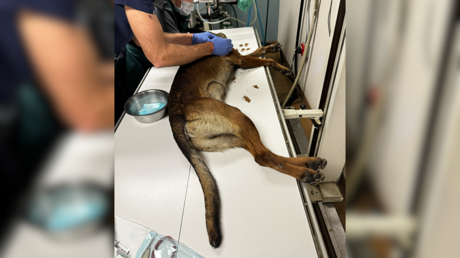 K9 Kjeld “Kid” being treated by veterinarians after being shot by a suspect. (X/@SEBLASD)